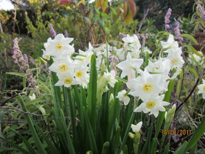 Strauß-Narzissen (Tazetten, Narcissus tazetta), im Mittelmeergebiet geheimatet, soll die am weitesten südlich vorkommende Narzissenart sein.