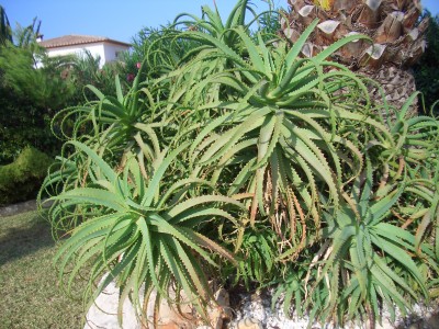 Aloe arborescens &quot;an&quot; Palme