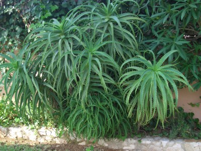 Aloe arborescens als Teil einer Hecke