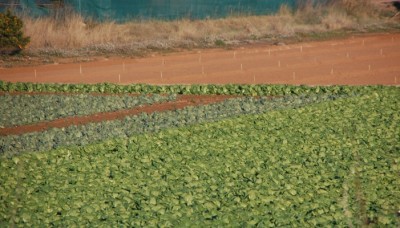 Gemüsefeld in der Huerta de Valencia