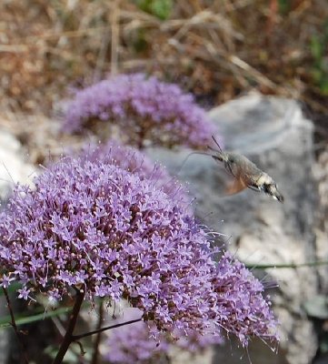 Taubenschwänzchen .JPG (87.02 KiB) 20459 mal betrachtet Taubenschwänzchen - Macroglossum stellatarum -Kolibri-Schwärmer -Humming-bird Hawk-moth