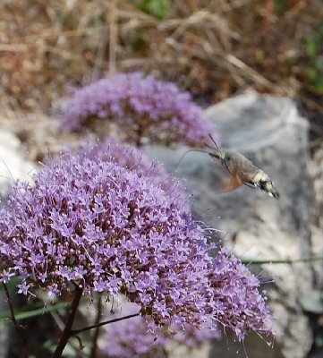 Taubenschwänzchen - Macroglossum stellatarum -Kolibri-Schwärmer -Humming-bird Hawk-moth