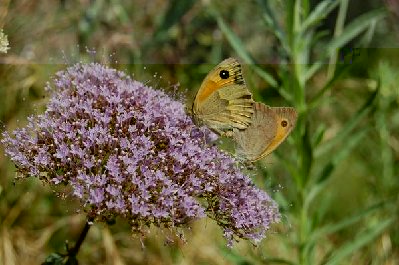 Paarung - Großes Ochsenauge.JPG (39.07 KiB) 18510 mal betrachtet Großes Ochsenauge Maniola (Maniola) -Meadow Brown