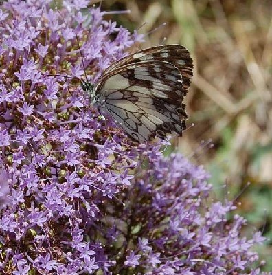 Schachbrett.JPG (68.48 KiB) 20459 mal betrachtet Schachbrett - Melanargia galathea - Marbled White-