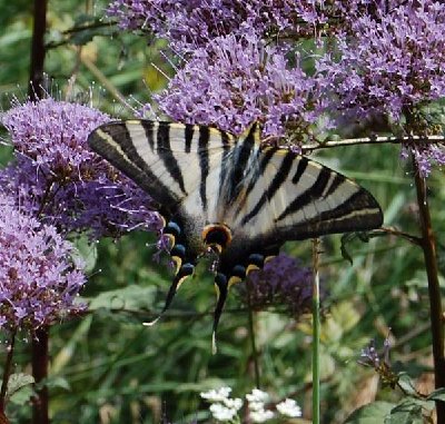 Der seltene Segelfalter - Iphiclides podalirius –Scarce Swallowtail –