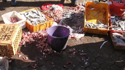 12 Markt Fische.JPG (133.35 KiB) 3163 mal betrachtet Fische werden auf der Straße ausgenommen.