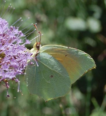Zitro männ.JPG (33.04 KiB) 20458 mal betrachtet Gonepteryx rhamni -Zitronenfalter-The Brimstone - männlich