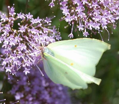 weiblicher Zitronenfalter.JPG (44.88 KiB) 18509 mal betrachtet Zitronenfalter weiblich