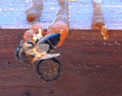 Biene2.JPG (255.21 KiB) 1572 mal betrachtet Bei uns summt und brummt es, die Bienen holen sich das ganze Harz weg.