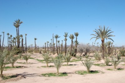 DSC_0226 Palmeraie Neuanpflanzungen.JPG (107.22 KiB) 2752 mal betrachtet Neuanpflanzungen