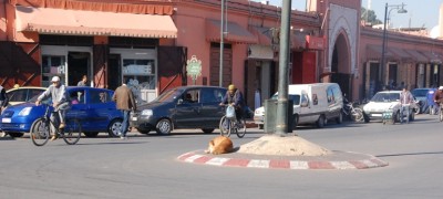 Der Verkehr kreist um den Hund...