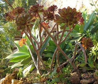 Aeonium arboreum 'Atropurpureum'