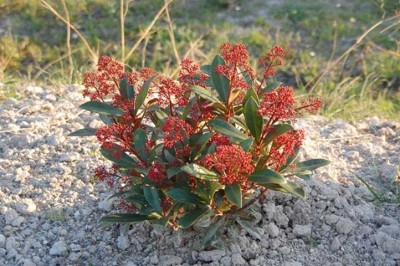 Skimmia japonica