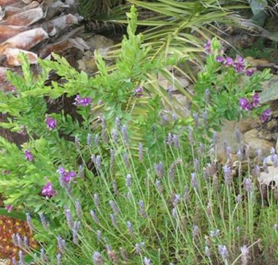 Schopflavendel, dahinter Polygala myrtifolia - Kreuzblume