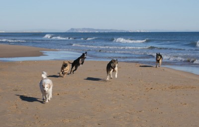 Das lässt Hundeherzen höher schlagen