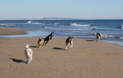 Das lässt Hundeherzen höher schlagen