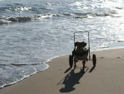 Sara - ihr grosser Tag, sie kann nur mit aus dem TH, wenn wir mit 3 Autos an den Strand fahren