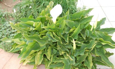 Calla Freiland.JPG (79.05 KiB) 3376 mal betrachtet Zantedeschia im Freiland