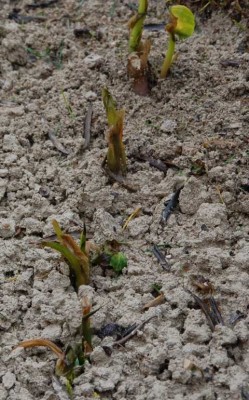 Calla halb erfroren.JPG (98.08 KiB) 3376 mal betrachtet "Callas", halb erforen.