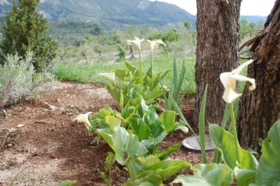 Calla gelb in der Sonne im Freiland.JPG (119 KiB) 4501 mal betrachtet Dieselben "Callas" ein paar Monate später