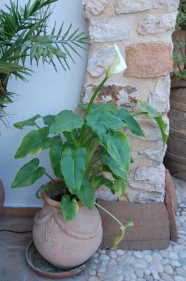 Calla im Topf.JPG (65.92 KiB) 3992 mal betrachtet Zantedeschien machen sich auch gut im Topf.