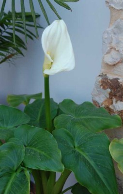 Calla Blüte.JPG (53.44 KiB) 3992 mal betrachtet Blüte