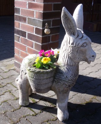 burro.jpg