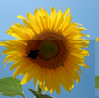 Florecillas Käfer schmatzt Nektar ;-)