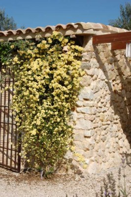 Rosa Banksiae ‚Lutea’  - 3 Jahre alt