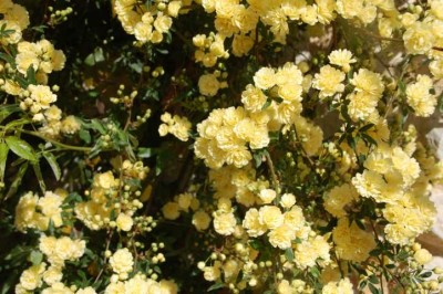 Doppelt gefüllte gelbe Blüten