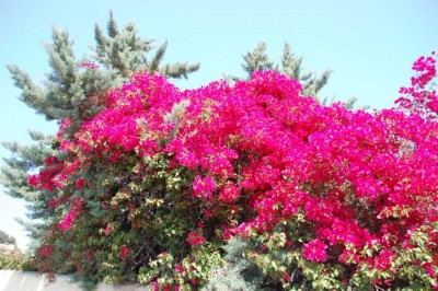 Bougi3.JPG (126.55 KiB) 2141 mal betrachtet sieht man