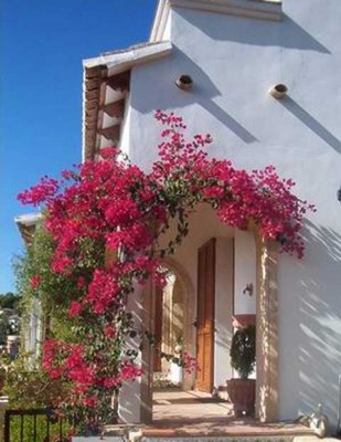 Bougi5.JPG (35.49 KiB) 2140 mal betrachtet Bougainvilleas??????