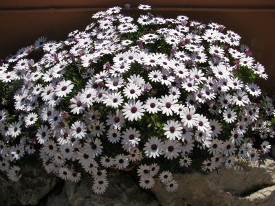 Kapmargeriten