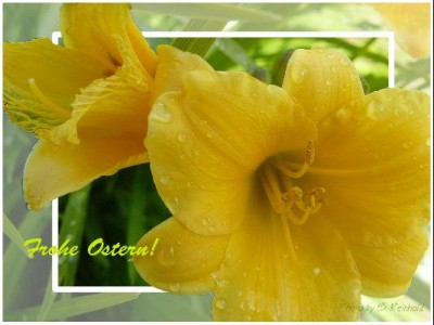 Frohe-Ostern.image.jpg