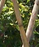 verräterischer Ausschnitt