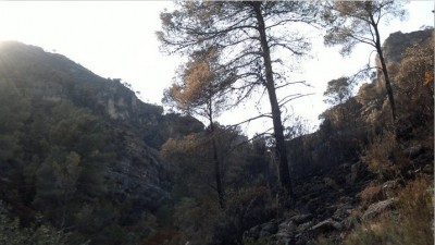 wald1.jpg
