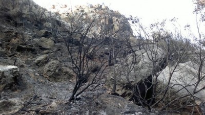 wald5.jpg