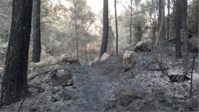 wald8.jpg