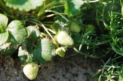 Erdbeeren vor einer Woche im Beet