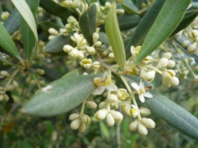 Olivenblüte