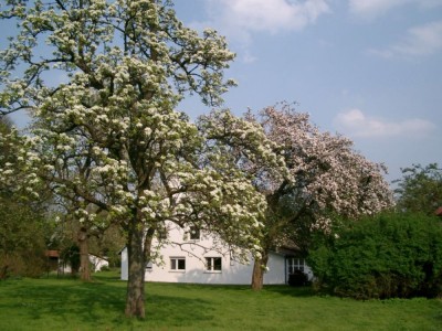 Unsere Obstwiese
