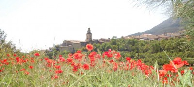 amapola - wilder Klatschmohn (Papaver rhoeas) <br />vor Famorca (Valle de Seta)