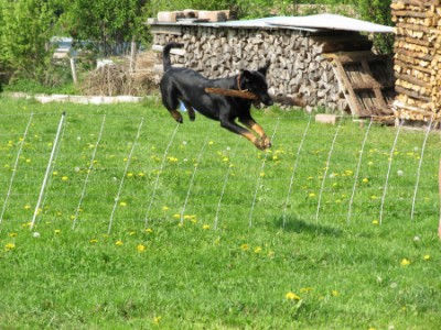 Hund - Zaun.JPG