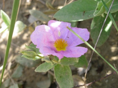 Zistrosen blühten überall am Wegesrand