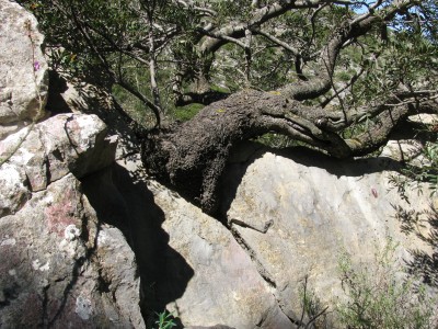 &quot;Stein&quot;-Eiche