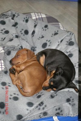 cbf1.jpg (91.14 KiB) 1112 mal betrachtet Cloé & Spike in fast LöffelchenStellung :-)