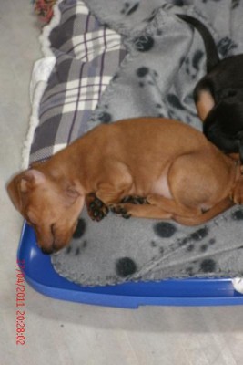 cbf2.jpg (64.94 KiB) 1112 mal betrachtet Cloé am Rande ... ;-)