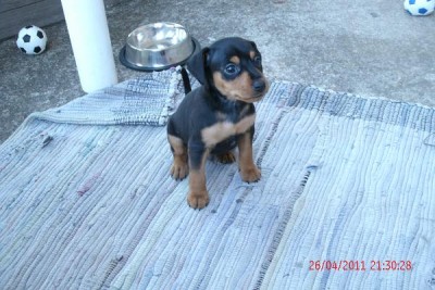 cbf3.jpg (105.98 KiB) 1112 mal betrachtet Spike wartet auf Fussballeinsatz