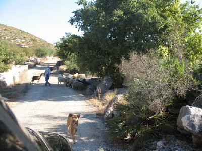 Der Schäfer (span. Pastor) mit "seiner" Herde