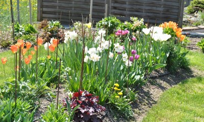 Garten  Anfang Mai 2011 1575.jpg, 1.jpg